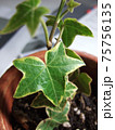 アイビーの葉 75756135