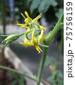 トマトの花 75756159