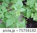 フウセンカズラの若葉 75756192