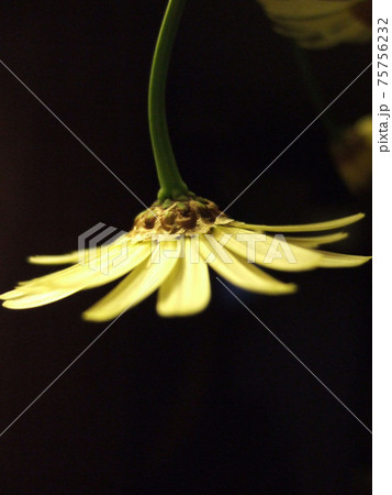 マーガレットの花 マーガレットの花 75756232