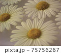 水面に浮くマーガレットの花 75756267