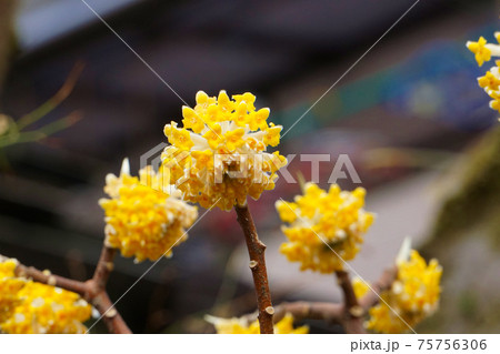 ミツマタの花 ミツマタの花 75756306