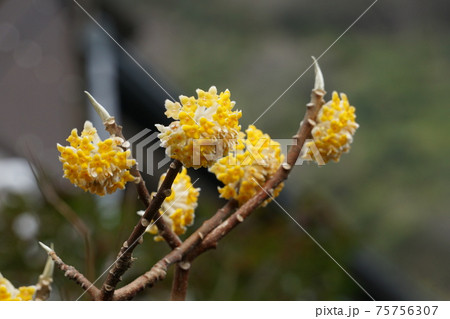 ミツマタの花 ミツマタの花 75756307