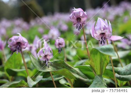 【兵庫県】 丹波市 氷上町 春の朝日の中に光るカタクリの花 【兵庫県】 丹波市 氷上町 春の朝日の中に光るカタクリの花 75756491