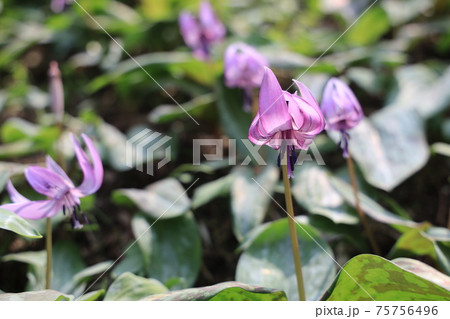 【兵庫県】　丹波市　氷上町　春の朝日の中に光るカタクリの花 75756496