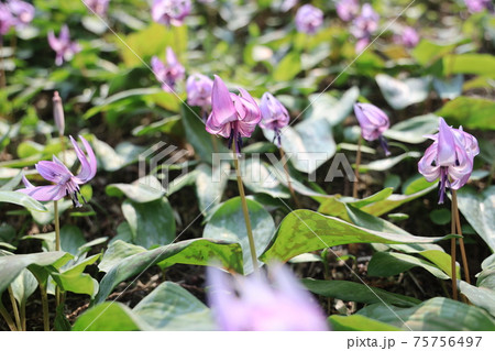 【兵庫県】　丹波市　氷上町　春の朝日の中に光るカタクリの花 75756497
