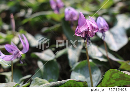 【兵庫県】 丹波市 氷上町 春の朝日の中に光るカタクリの花 【兵庫県】 丹波市 氷上町 春の朝日の中に光るカタクリの花 75756498