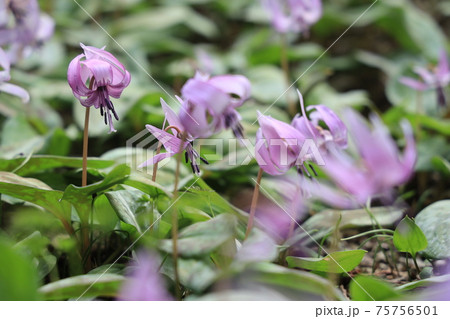 【兵庫県】　丹波市　氷上町　春の朝日の中に光るカタクリの花 75756501