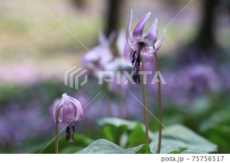 【兵庫県】 丹波市 氷上町 春の朝日の中に光るカタクリの花 【兵庫県】 丹波市 氷上町 春の朝日の中に光るカタクリの花 75756517