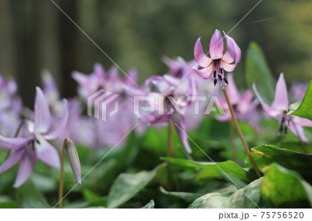 【兵庫県】 丹波市 氷上町 春の朝日の中に光るカタクリの花 【兵庫県】 丹波市 氷上町 春の朝日の中に光るカタクリの花 75756520