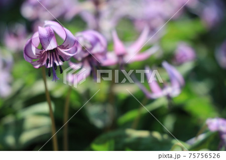 【兵庫県】　丹波市　氷上町　春の朝日の中に光るカタクリの花 75756526