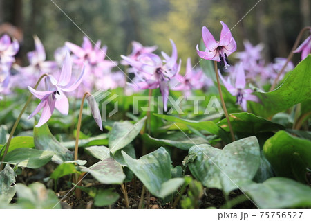 【兵庫県】　丹波市　氷上町　春の朝日の中に光るカタクリの花 75756527