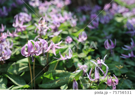【兵庫県】　丹波市　氷上町　春の朝日の中に光るカタクリの花 75756531