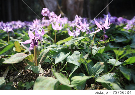 【兵庫県】　丹波市　氷上町　春の朝日の中に光るカタクリの花 75756534