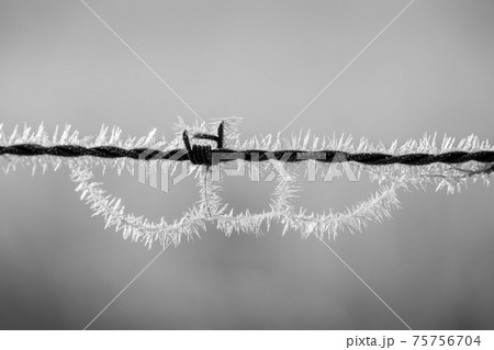 Barbed wire with morning ice 75756704