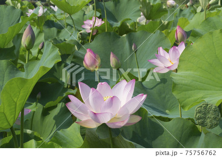 蓮の花 蓮の花 75756762