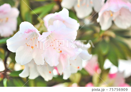 石楠花の花 75756909