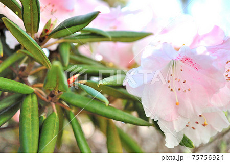 石楠花の花 75756924
