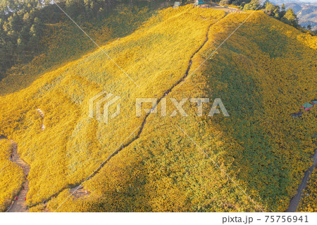 Aerial view of tree Marigold or yellow flowers in national garden park and mountain hills in Mae Hong Son, Thailand. Nature landscape in travel trip and vacation. Thung Bua Tong at Doi Mae U Kho. Aerial view of tree Marigold or yellow flowers in national garden park and mountain hills in Mae Hong Son, Thailand. Nature landscape in travel trip and vacation. Thung Bua Tong at Doi Mae U Kho. 75756941