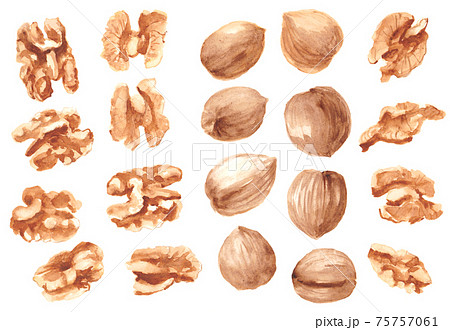 クルミと殻付きクルミ 水彩素材のイラスト素材
