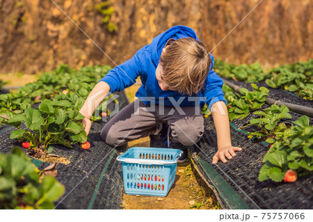 Happy boy on organic strawberry farm in summer, picking strawberries Happy boy on organic strawberry farm in summer, picking strawberries 75757066