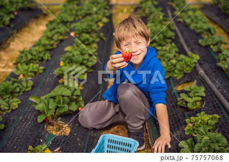 Happy boy on organic strawberry farm in summer, picking strawberries Happy boy on organic strawberry farm in summer, picking strawberries 75757068