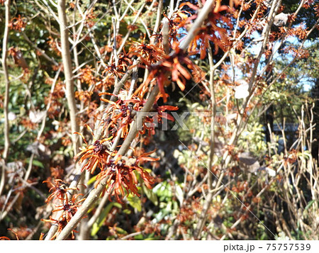 三陽メデアフラワーミュウジアムの裏庭に咲くアカバナマンサク 三陽メデアフラワーミュウジアムの裏庭に咲くアカバナマンサク 75757539