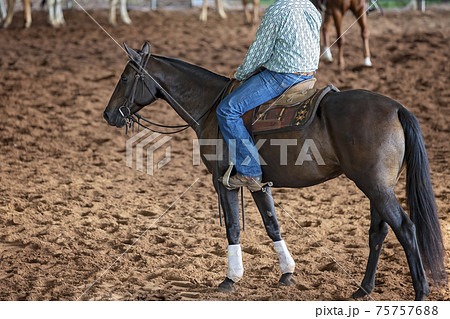 Horse And Rider In Cutting Competition Horse And Rider In Cutting Competition 75757688