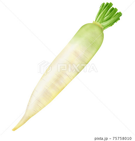 水彩イラスト 大根のイラスト素材