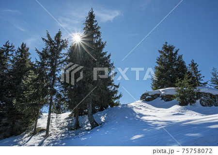 Coniferous trees with sun, Poludnica, Low Tatras, Slovakia 75758072