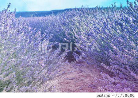Lavender field and a path between the flowers Lavender field and a path between the flowers 75758680