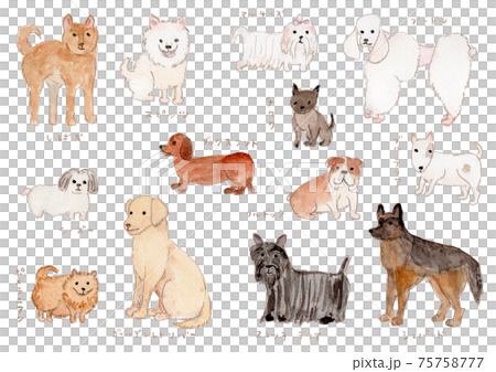 Watercolor illustrations of various breeds 75758777