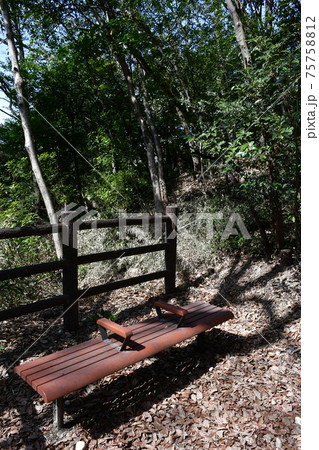 早春の加木屋緑地 早春の加木屋緑地 75758812