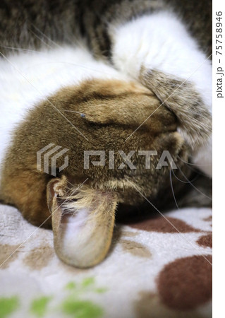熟睡中の猫 75758946