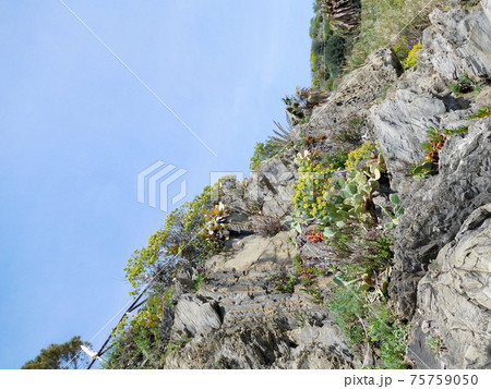 イタリア チンクエテッレのマナローラのサボテン イタリア チンクエテッレのマナローラのサボテン 75759050