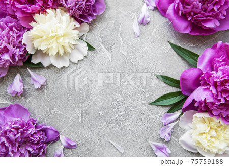 Peony flowers on a grey concrete background Peony flowers on a grey concrete background 75759188