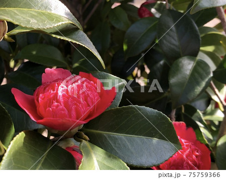 満開の江戸椿の写真素材