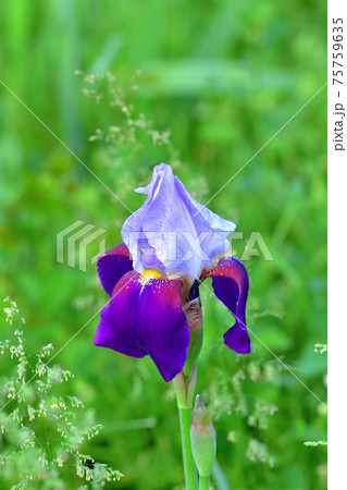色鮮やかなジャーマンアイリス 75759635