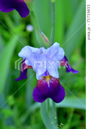 色鮮やかなジャーマンアイリス 色鮮やかなジャーマンアイリス 75759655