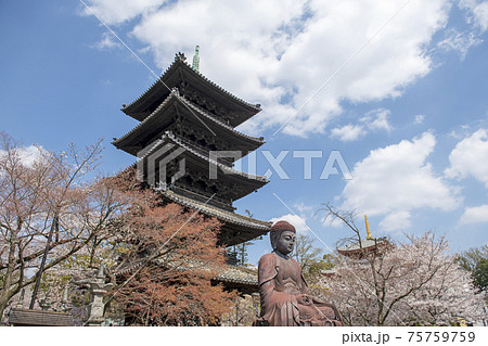 春の八事興正寺 春の八事興正寺 75759759