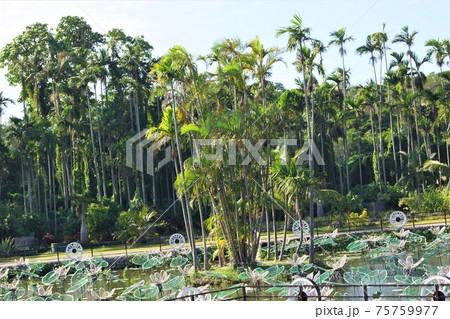 沖縄 東南植物楽園 水上楽園 思いやりの湖の写真素材 [75759977] - PIXTA