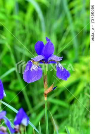 青紫色のアヤメ 青紫色のアヤメ 75760066