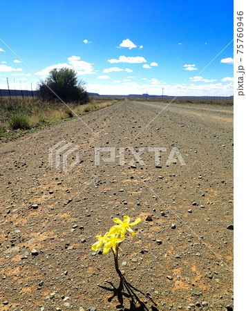 荒野に咲く黄色い花 75760946