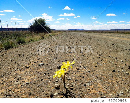 荒野に咲く黄色い花 75760948