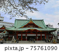 神田明神と桜 神田明神と桜 75761090