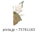 アベリアの蜜を吸うイチモンジセセリ 75761163