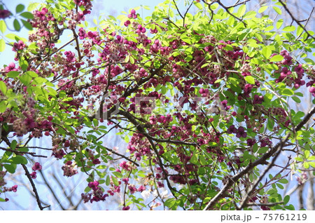 満開のアケビの花　アケビの花　木通の花 75761219