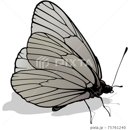 Black-veined White Butterfly 75761240