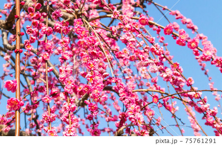カーテンのように枝垂れる満開の紅梅 75761291