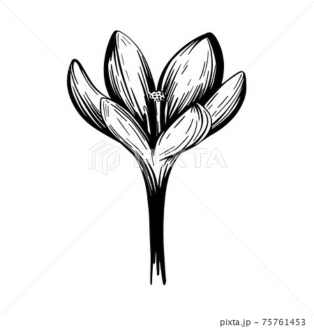 Saffron Flower Sketch Crocus Flowerのイラスト素材